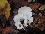 Hygrophorus sordidus image