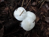 Hygrophorus eburneus image