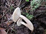 Lactarius mucidus image