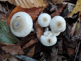 Hygrophorus occidentalis image