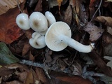 Hygrophorus occidentalis image