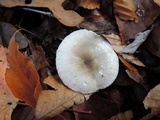 Hygrophorus occidentalis image