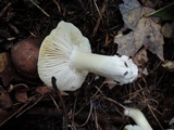Tricholoma subsejunctum image