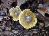 Tricholoma subsejunctum image