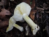 Tricholoma subsejunctum image