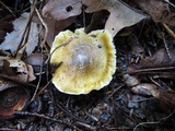 Tricholoma subsejunctum image