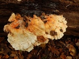 Laetiporus cincinnatus image