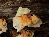 Laetiporus cincinnatus image