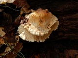Laetiporus cincinnatus image
