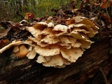 Laetiporus cincinnatus image