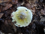 Tricholoma subsejunctum image