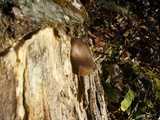 Polyporus brumalis image