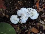 Tricholoma subresplendens image