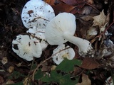 Tricholoma subresplendens image
