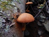 Gymnopilus luteus image