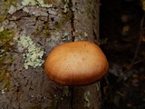 Gymnopilus luteus image