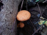 Gymnopilus luteus image
