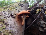 Gymnopilus luteus image