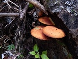Gymnopilus luteus image