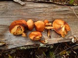 Gymnopilus luteus image