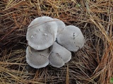 Tricholoma terreum image
