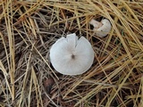 Tricholoma argyraceum image