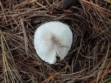 Tricholoma argyraceum image