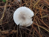 Tricholoma argyraceum image