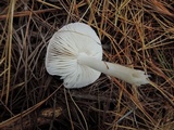 Tricholoma argyraceum image