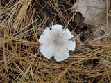 Tricholoma argyraceum image