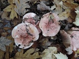 Hygrophorus russula image