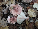 Hygrophorus russula image