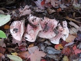 Hygrophorus russula image