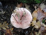 Hygrophorus russula image