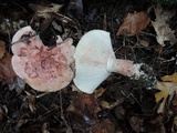 Hygrophorus russula image