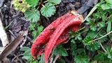 Pseudocolus fusiformis image