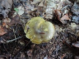 Tricholoma subsejunctum image