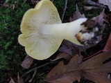 Tricholoma subsejunctum image