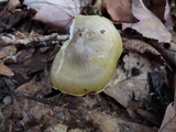Tricholoma subsejunctum image