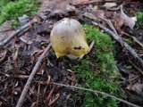 Tricholoma subsejunctum image