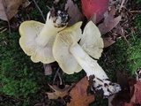 Tricholoma subsejunctum image