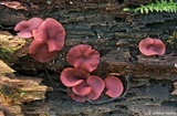 Ascocoryne cylichnium image