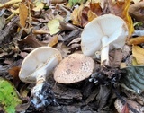 Echinoderma asperum image