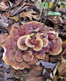 Ganoderma sessile image