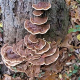 Ganoderma sessile image
