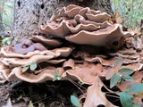 Ganoderma sessile image