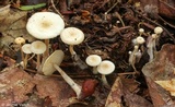 Collybia tuberosa image