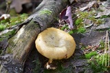 Tricholomopsis sulphureoides image