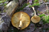 Tricholomopsis sulphureoides image