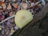 Tricholomopsis sulphureoides image